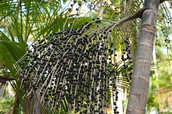 Acai tree with berries
